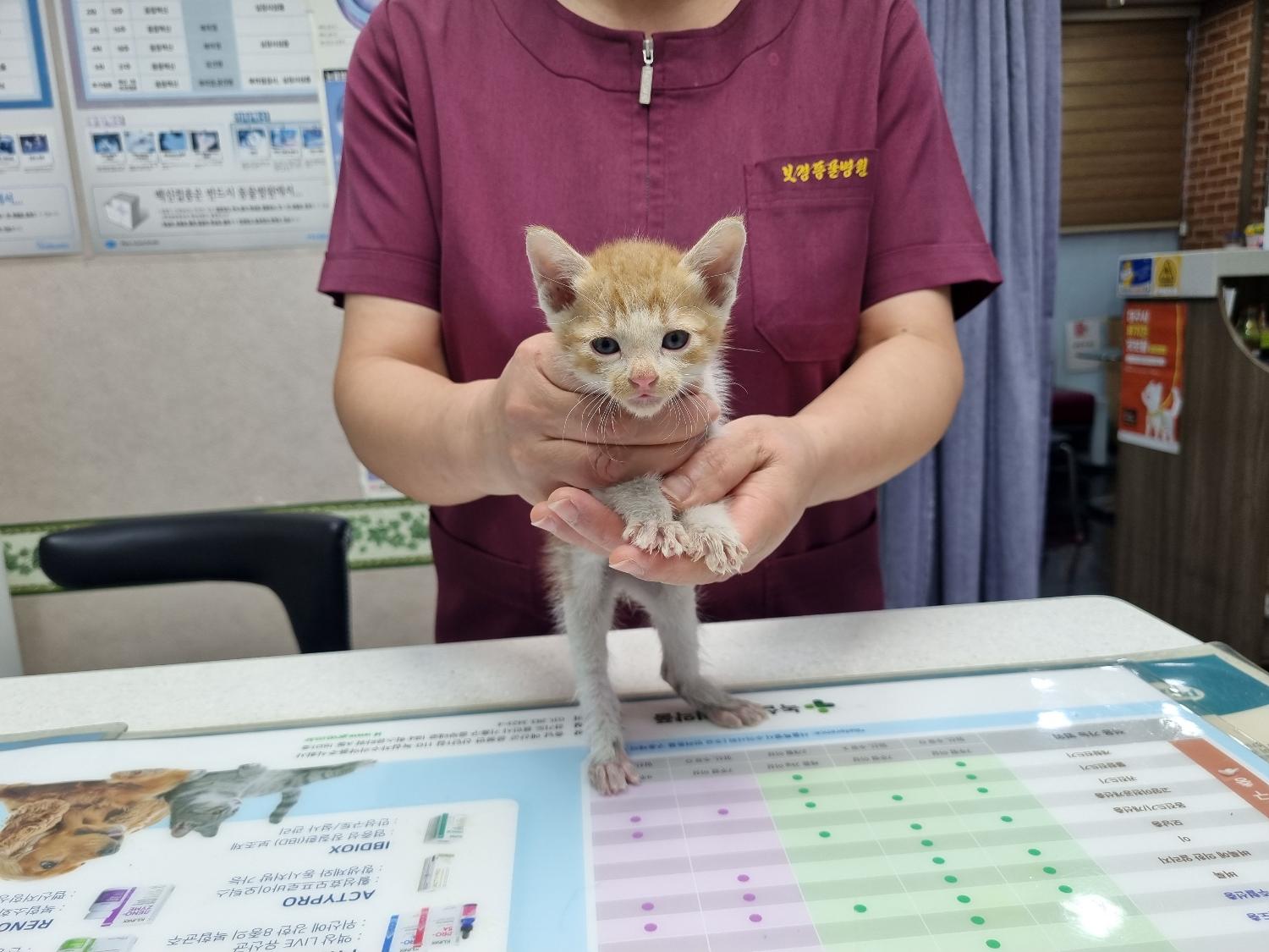 대구시수의사회(보경)에서 보호하고 있는 유기된 고양이정보.