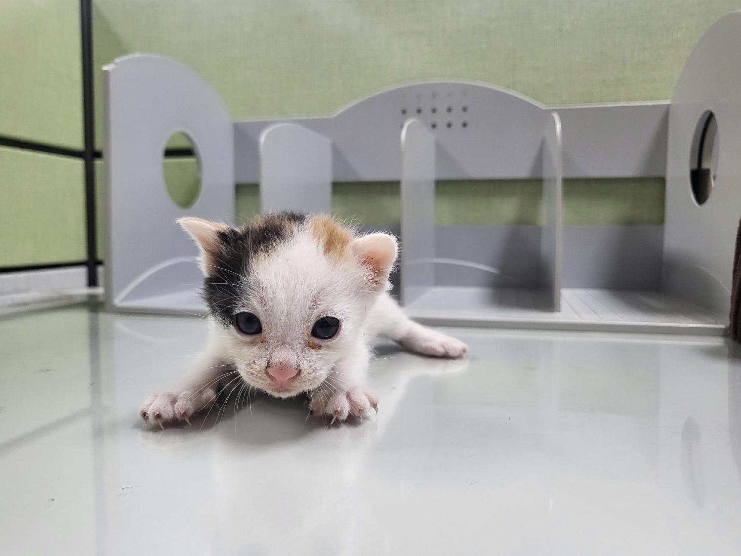 2023년 09월 21일 유기된 고양이 정보.