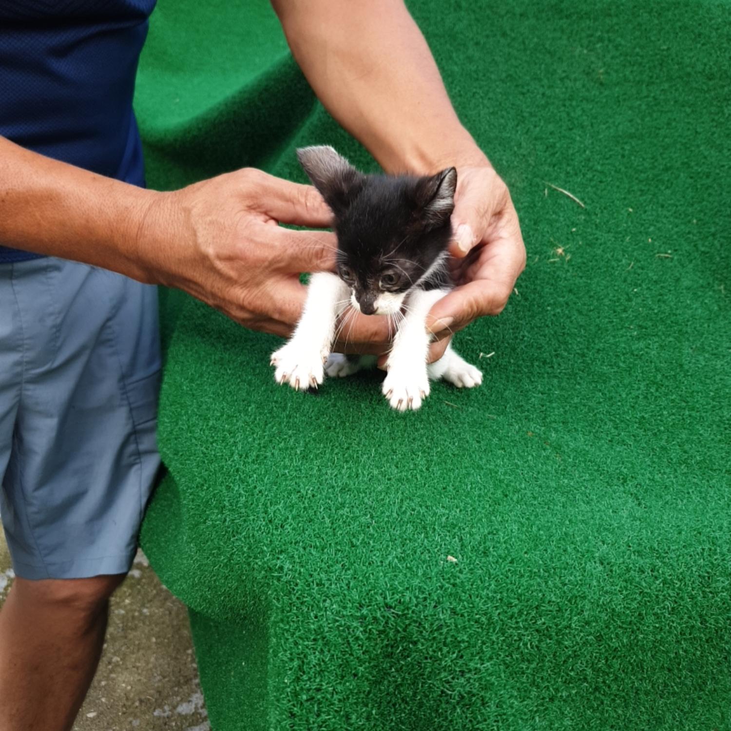 2023년 09월 22일 유기된 고양이 정보입니다.