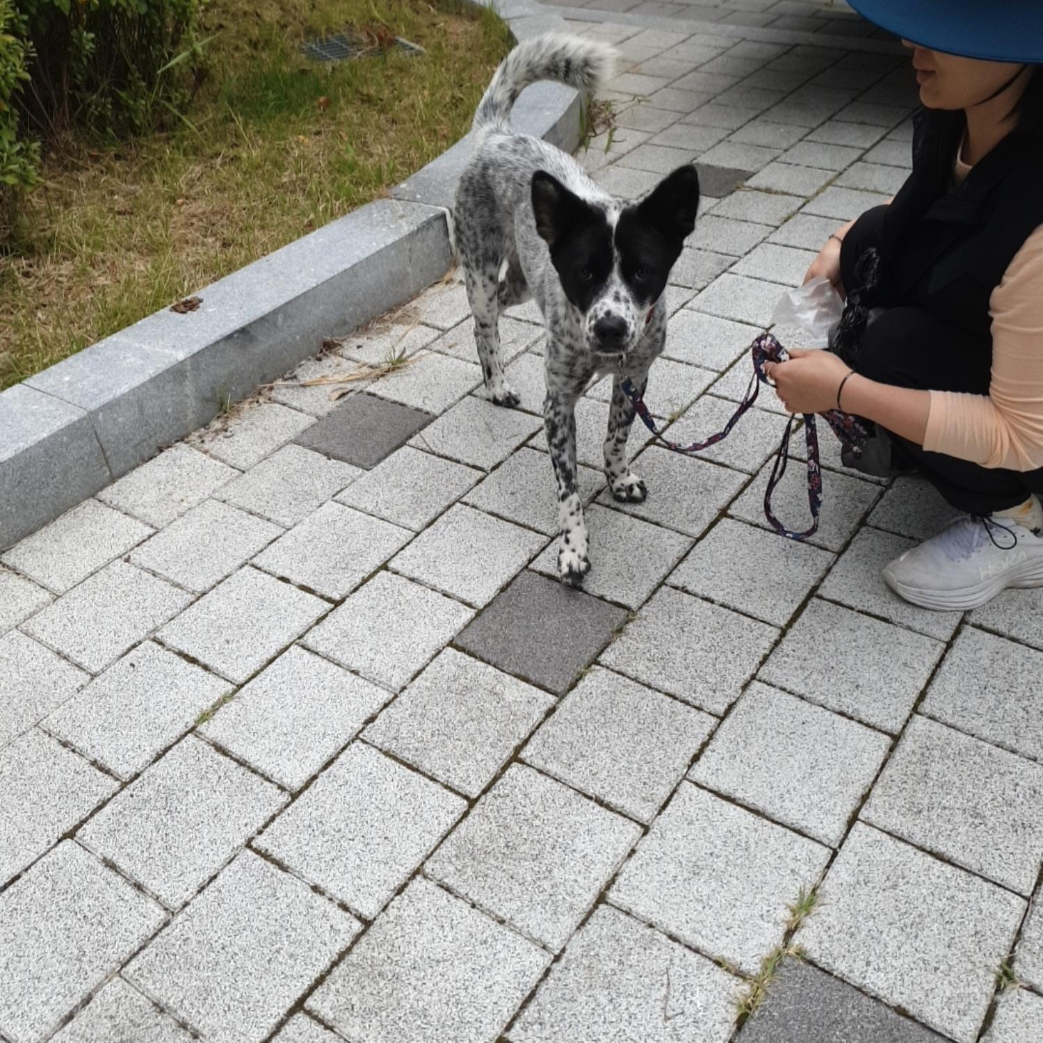 나주유기동물보호센터에서 보호하고 있는 유기된 강아지안내.