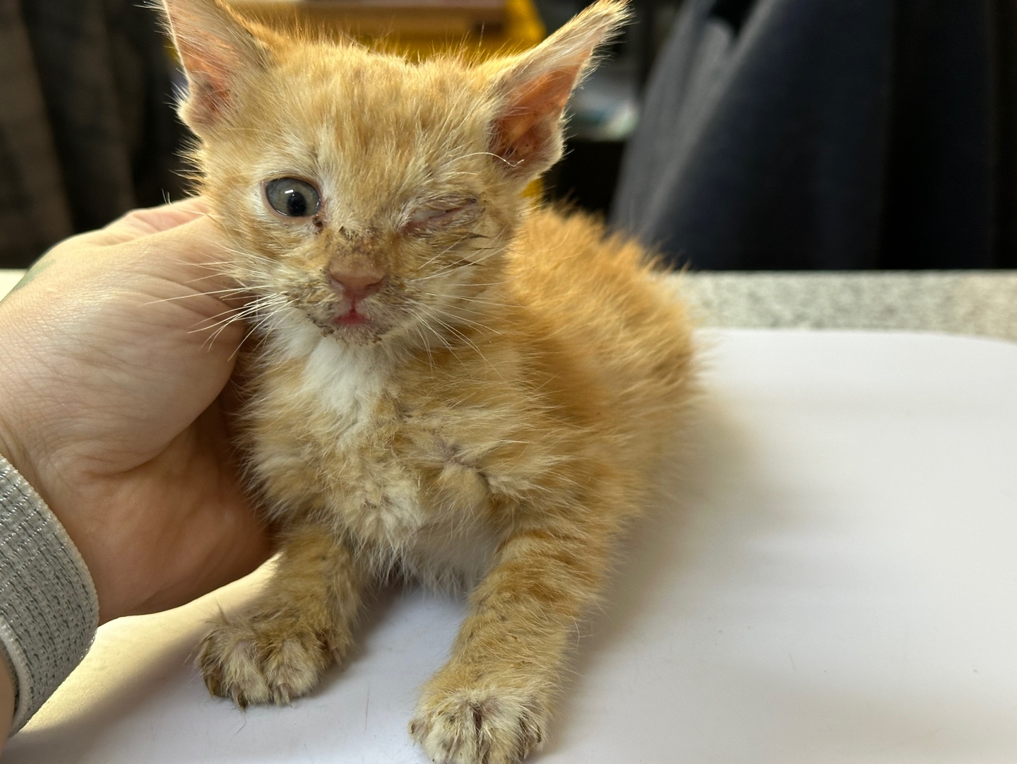 2023년 10월 15일 유기된 고양이 정보입니다.