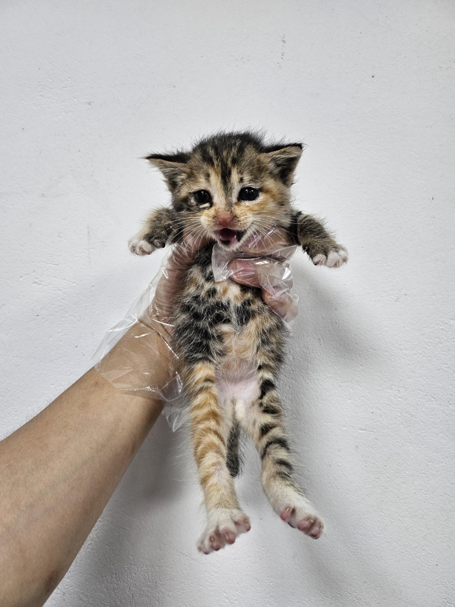 2023년 10월 20일 유기된 고양이 정보입니다.