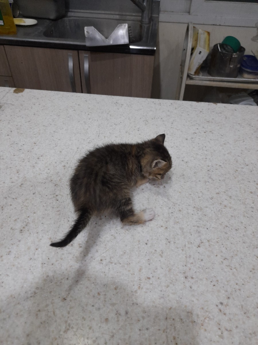 금왕동물병원에서 보호하고 있는 유기된 고양이안내합니다.