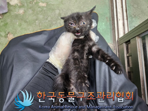 한국동물구조관리협회에서 보호하고 있는 유기된 고양이소개합니다.