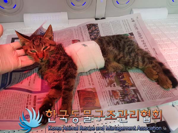 한국동물구조관리협회에서 보호하고 있는 유기된 고양이안내합니다.